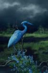 Indigo & Little Blue Heron