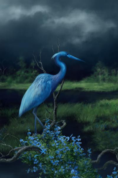 Indigo & Little Blue Heron