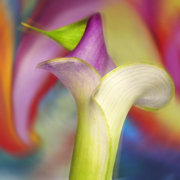 Conversations with Georgia: Calla Lilly Wave, 2018 (framed) picture