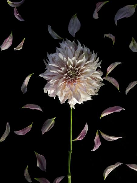 Night Dahlia, 2020 (unframed)