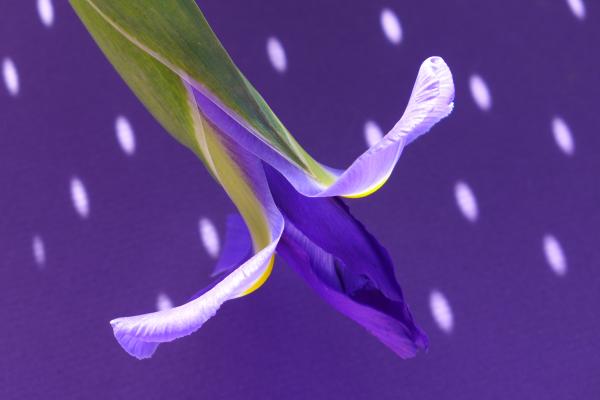 Violet Iris, 2015 (unframed)