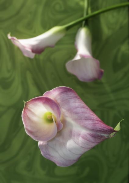 Chartreuse Lilies, 2020 (unframed) picture