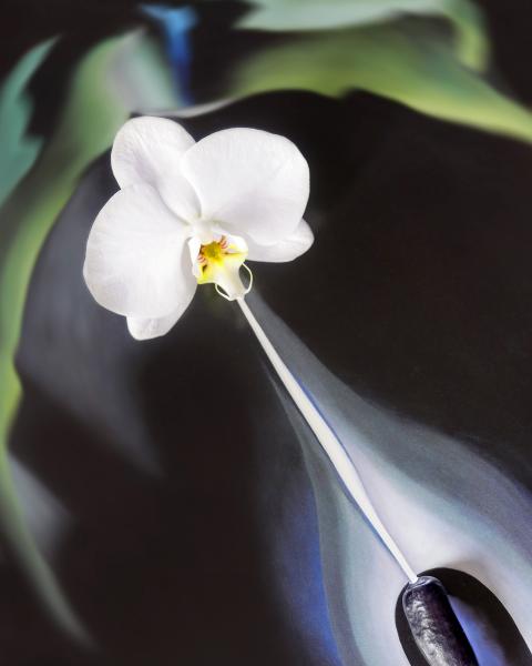 Conversations with Georgia: White Orchid, 2018 (unframed) picture