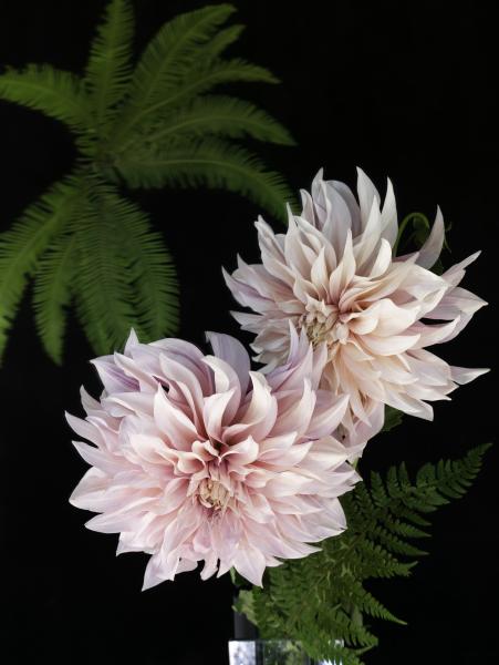 Dahlia Dual, 2020 (unframed) picture