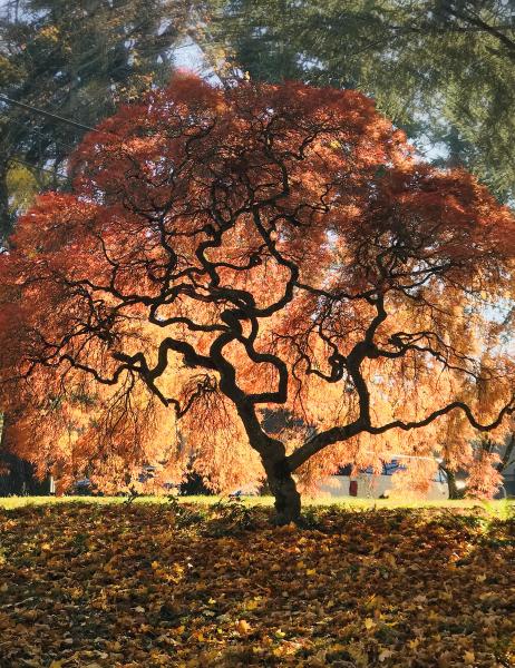 Tree of Light, 2019 (unframed) picture