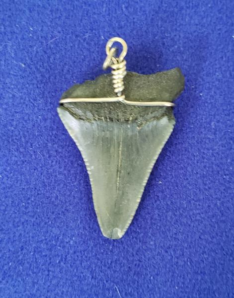 Megaladon Tooth Pendant picture