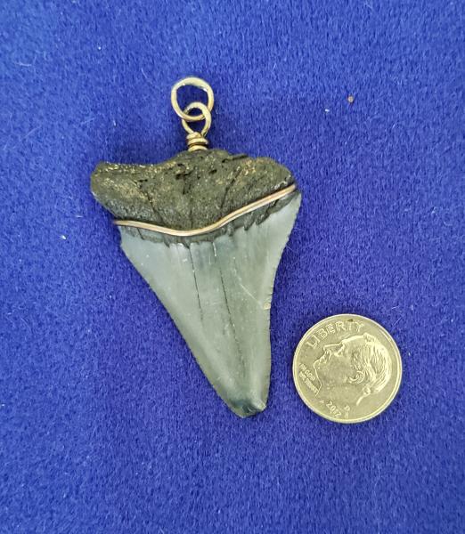 Megaladon Tooth Pendant picture