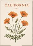 California Poppy Botanical Postcard | Vintage Inspired Art Print Postcard - Set of 10