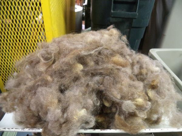 Mingled Brown and White Washed Shetland Roving 4 oz each picture