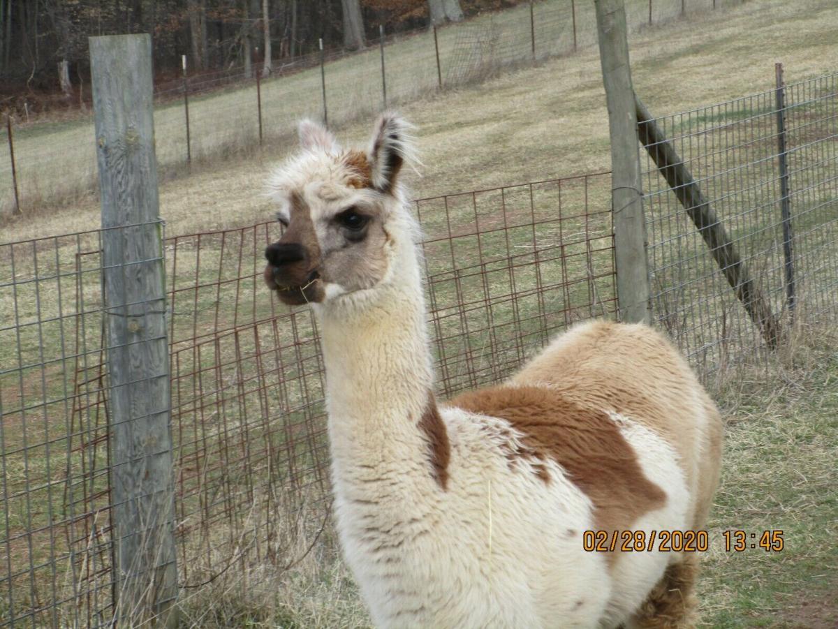 Alpaca Roving Light Tan from Huacaya Alpaca - Joy Free Shipping picture