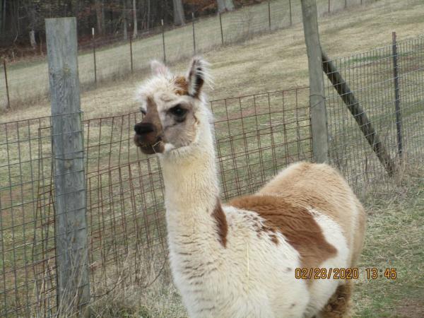 Alpaca Roving Light Tan from Huacaya Alpaca - Joy Free Shipping picture