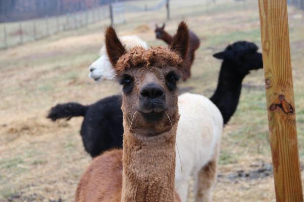 Medium Fawn from Huacaya Alpaca from Samson and Glory Free Shipping picture