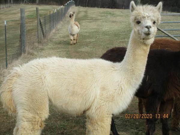 Alpaca Roving White from Huacaya Alpaca - Sarah Free Shipping picture