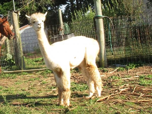 Alpaca Roving White from Huacaya Alpaca - Sarah Free Shipping picture