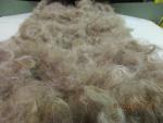 Medium Fawn from Huacaya Alpaca from Samson and Glory Free Shipping