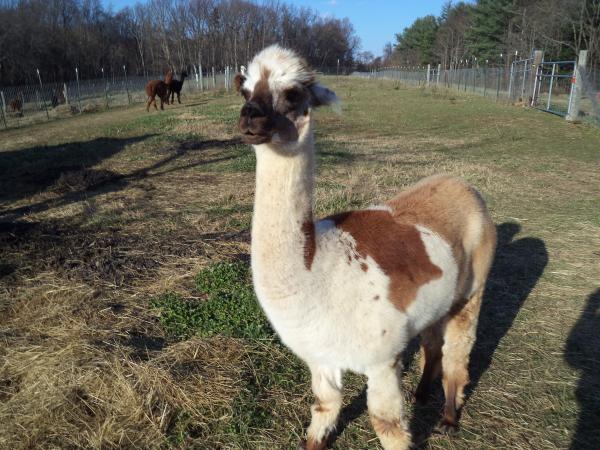 Alpaca Roving Light Tan from Huacaya Alpaca - Joy Free Shipping picture