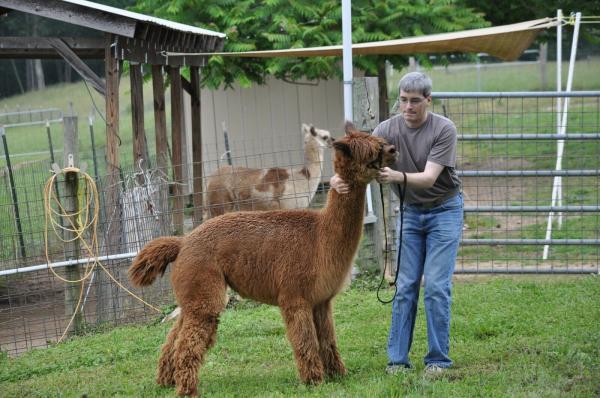 Dark Fawn Washed Alpaca Roving Huacaya from Penny 2018 - Free Shipping picture