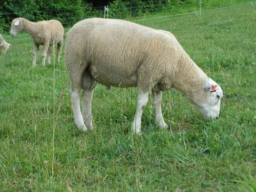 White Washed Texel Wool Roving picture