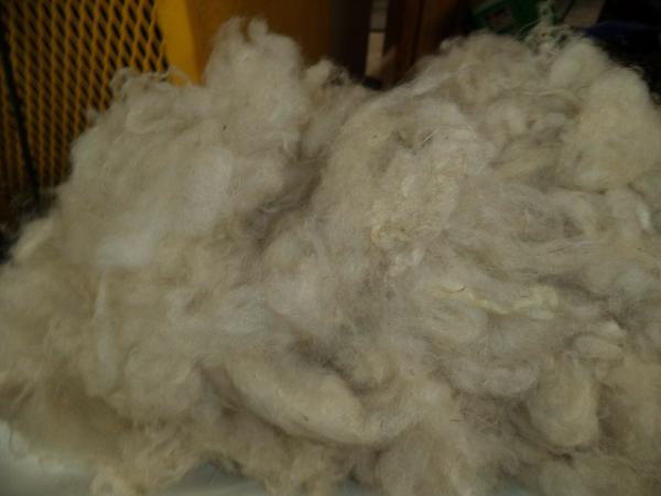 White Washed Jacob's Cross Wool Roving 4 oz bags picture