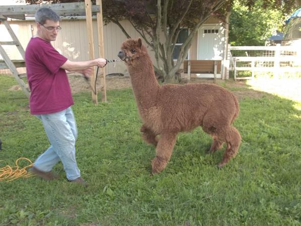 Dark Fawn Washed Alpaca Roving Huacaya from Tim - Free Shipping picture