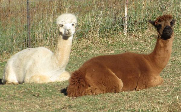 SALE - Medium Fawn from Huacaya Alpaca from Samson - Free Shipping picture