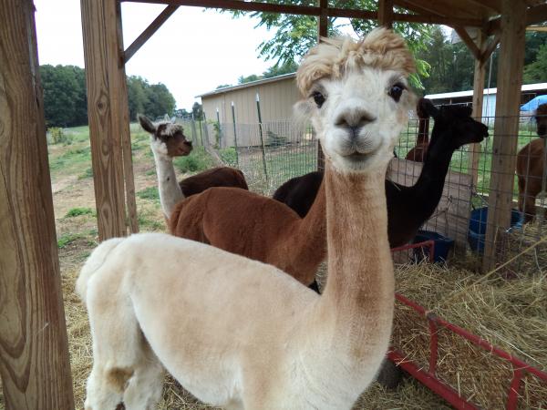 Alpaca Roving Beige/White from Huacaya Alpaca - Glory Free Shipping picture