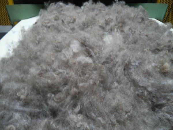 medium gray washed Romney Wool Roving Fleece picture