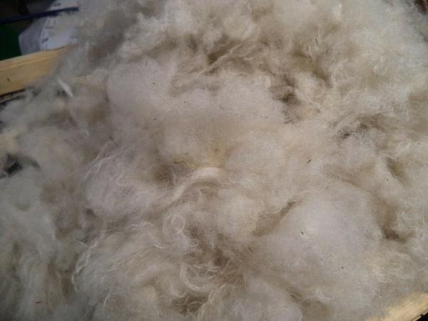 White Washed Jacob's Cross Wool Roving 4 oz bags picture