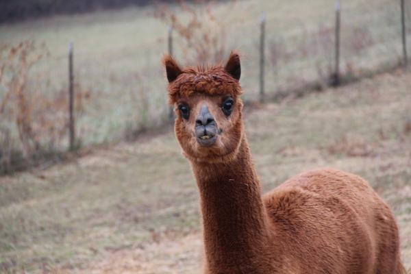 Dark Fawn Washed Alpaca Roving Huacaya from Tim - Free Shipping picture