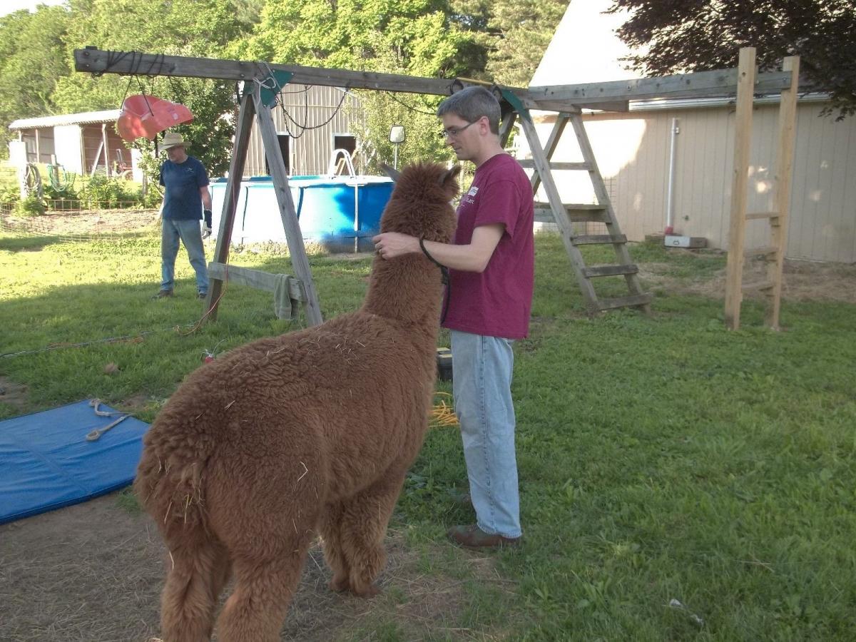 Dark Fawn Washed Alpaca Roving Huacaya from Tim - Free Shipping picture