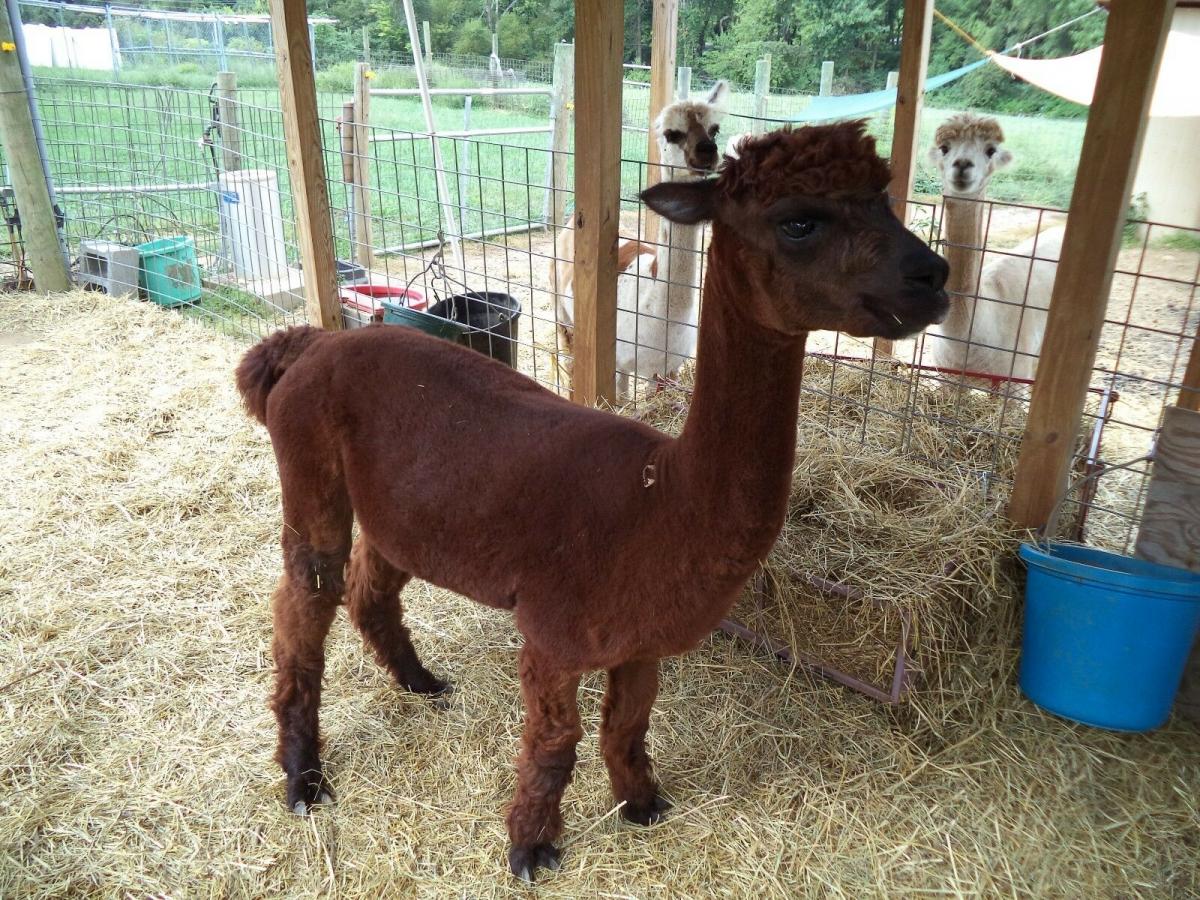 Kit - Drop spindle and Redish Brown Washed Alpaca Roving, Huacaya - 4oz bags picture