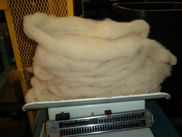White Washed Texel Wool Roving picture