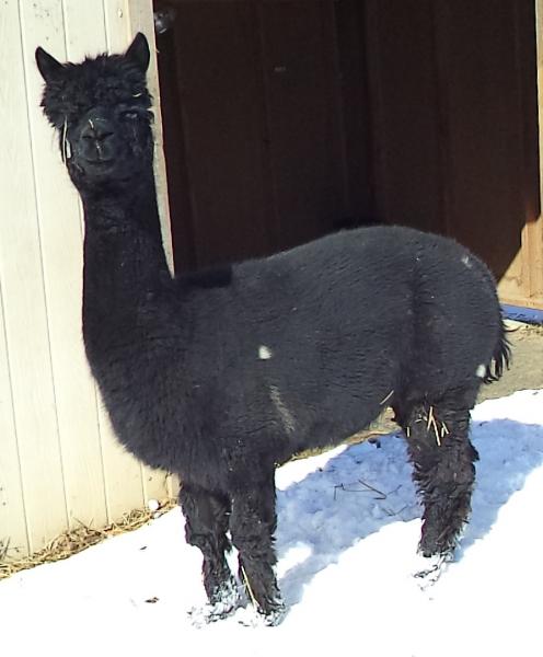 Black Washed Alpaca Roving Huacaya from Adam - Free Shipping picture