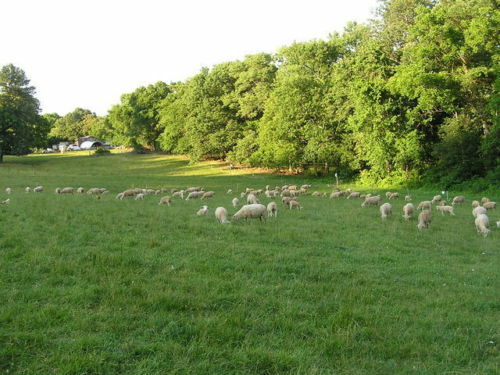 White Washed Texel Wool Roving picture