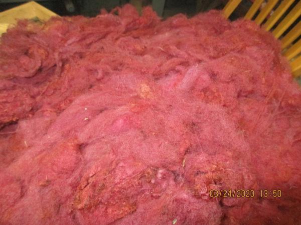 Scarlet Washed Texel Wool Roving - Free Shipping picture