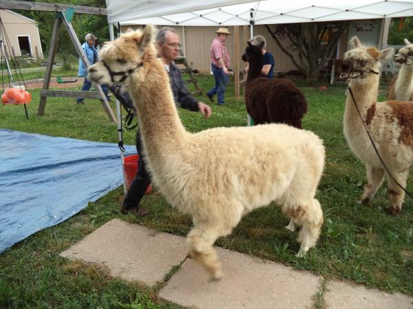 Alpaca Roving Beige/White from Huacaya Alpaca - Glory Free Shipping picture