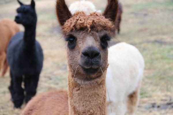 SALE - Medium Fawn from Huacaya Alpaca from Samson - Free Shipping picture