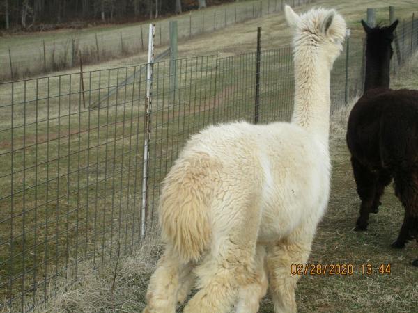 Alpaca Roving White from Huacaya Alpaca - Sarah Free Shipping picture