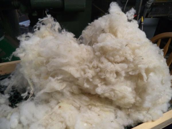 White Washed Texel Wool Roving picture