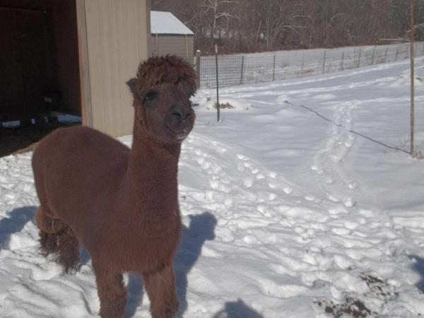 Dark Brown Washed Alpaca Roving from Lester picture