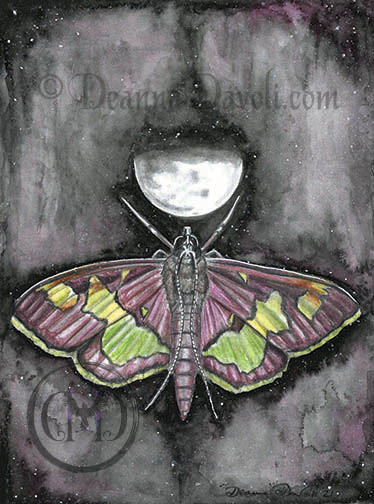 Mint Moth Half Moon picture
