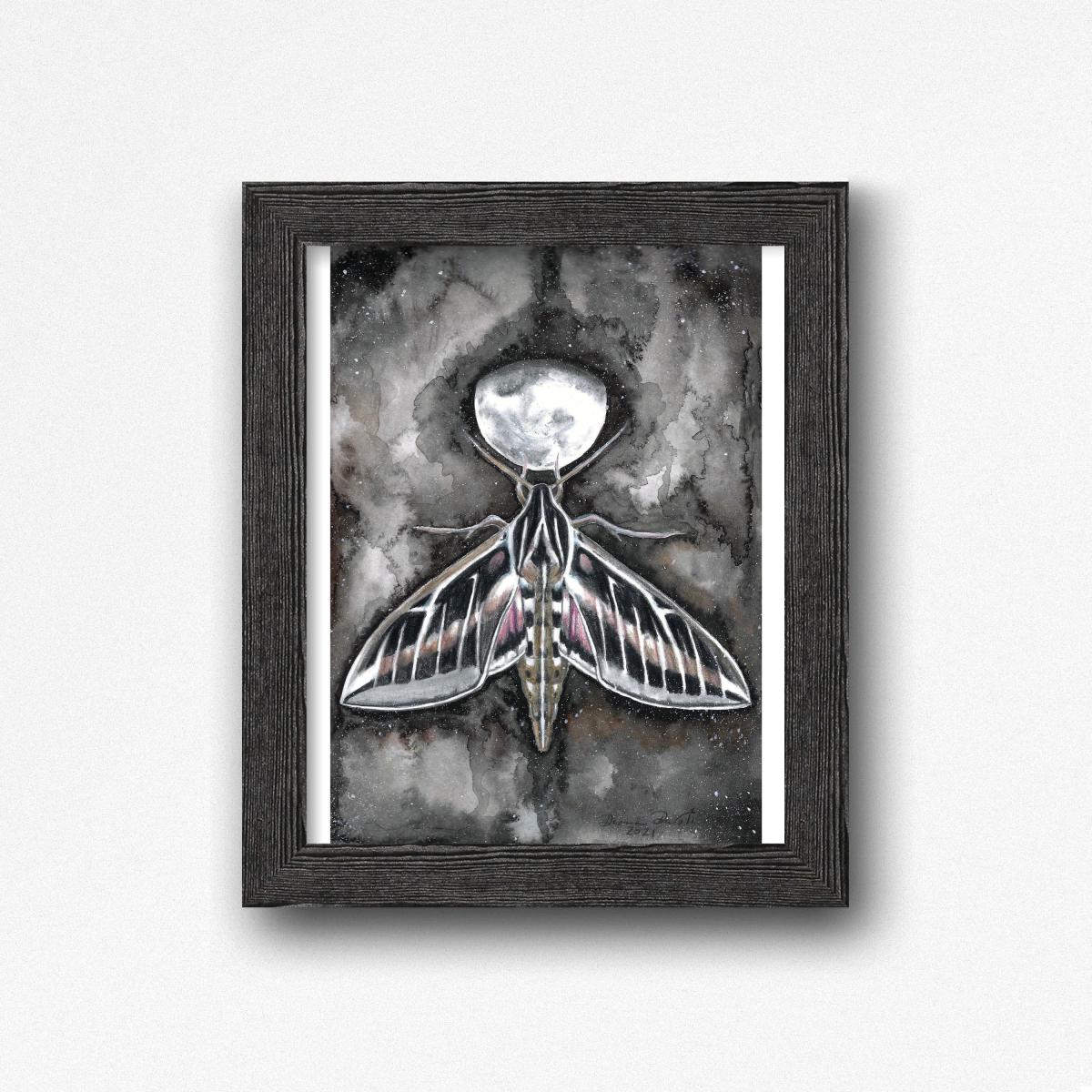 Sphinx Moth Three Quarter Moon picture