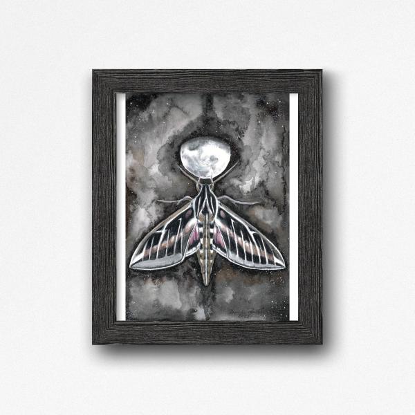 Sphinx Moth Three Quarter Moon picture