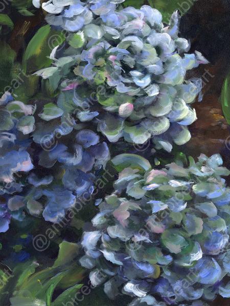 "Blue Hydrangeas - 1"