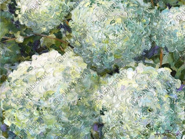 "Hydrangeas Up Close" picture