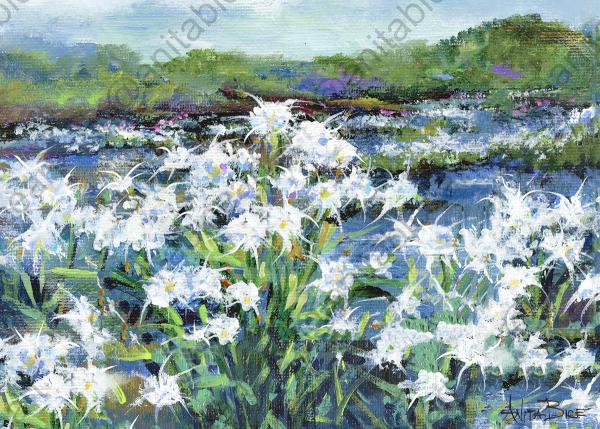 "Cahaba Lillies"