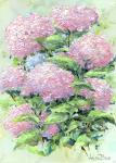 "Hydrangea Pink"