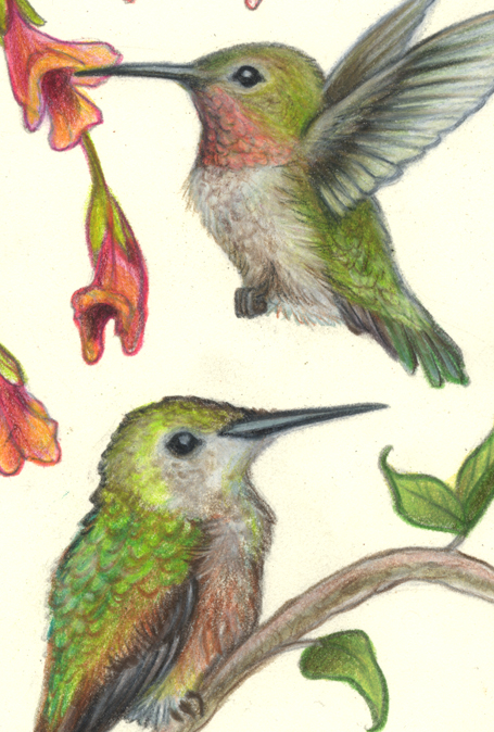 "Hummingbirds", Small Original 5 x 7 Color Pencil Art picture