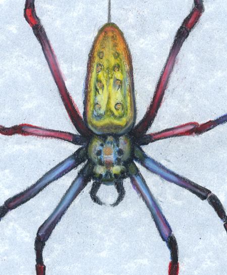 “Golden Silk Orb Weaver" #2, original color pencils, 4.5 x 6.5 picture