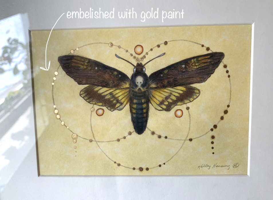 "Deaths-Head Moth", Small Original 5 x 7 Color Pencil Art picture